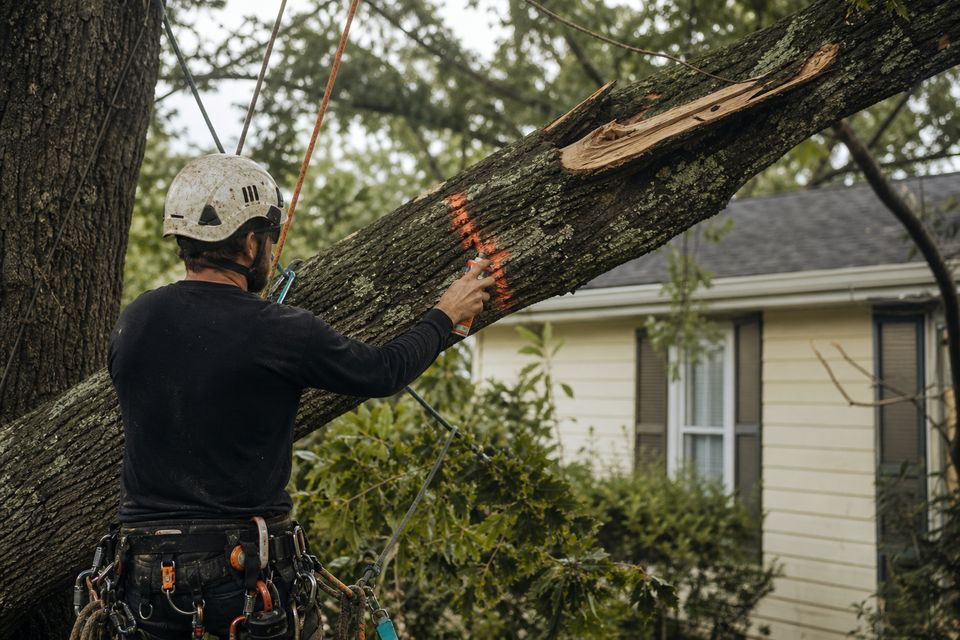 Arborist marking a storm-damaged limb on the ground