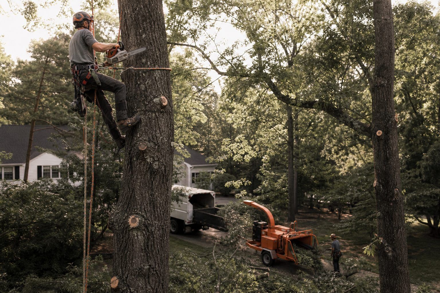Tree climber in harness halfway up a large tree with a chainsaw